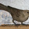 Brown-headed Cowbird